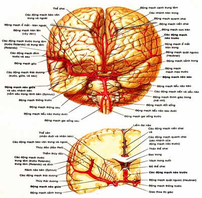 tai biến mạch máu não ( đột quỵ não)