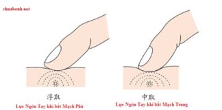 Lực ấn Ngón Tay khi bắt Mạch