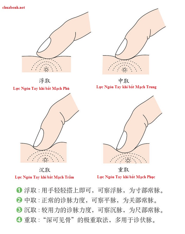 Lực ấn Ngón Tay khi bắt Mạch