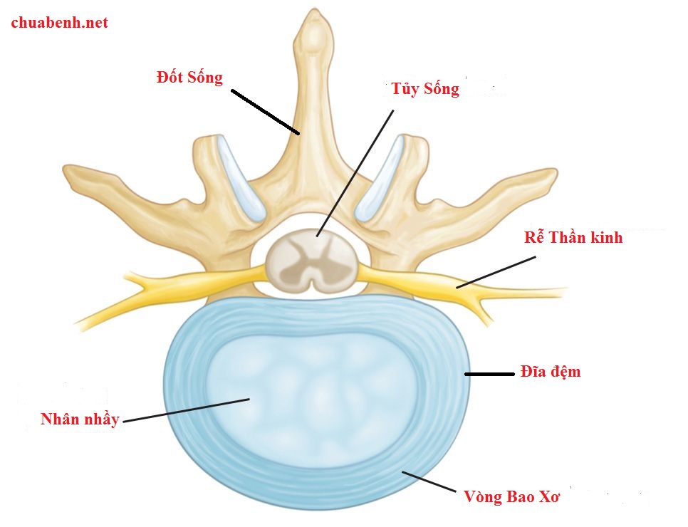 Cấu Tạo Đĩa đệm và Đốt sống