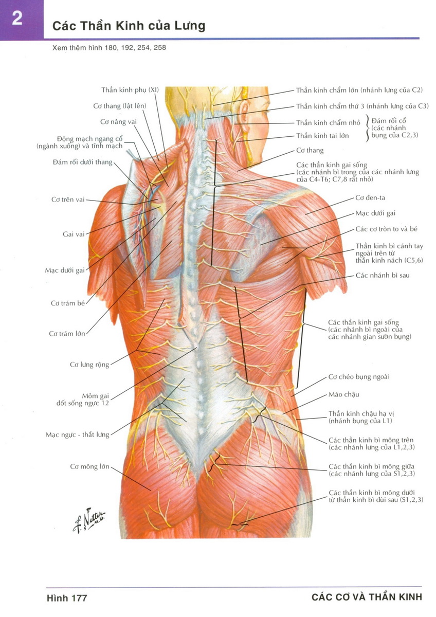 giải phẫu vùng Thăt Lưng
