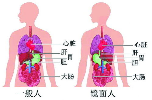 Mối quan hệ giữa Tạng Tâm với Tạng Tỳ