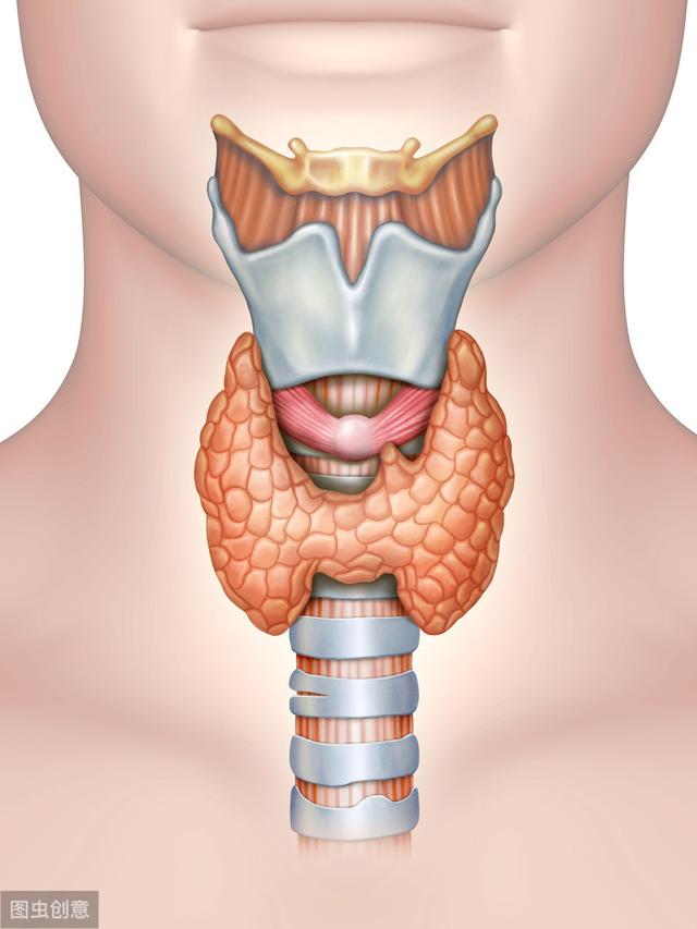 giải phẫu tuyến Giáp