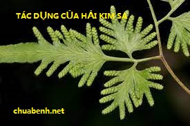 TÁC DỤNG CỦA HẢI KIM SA