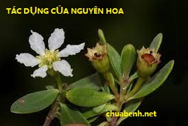 TÁC DỤNG CỦA NGUYÊN HOA 