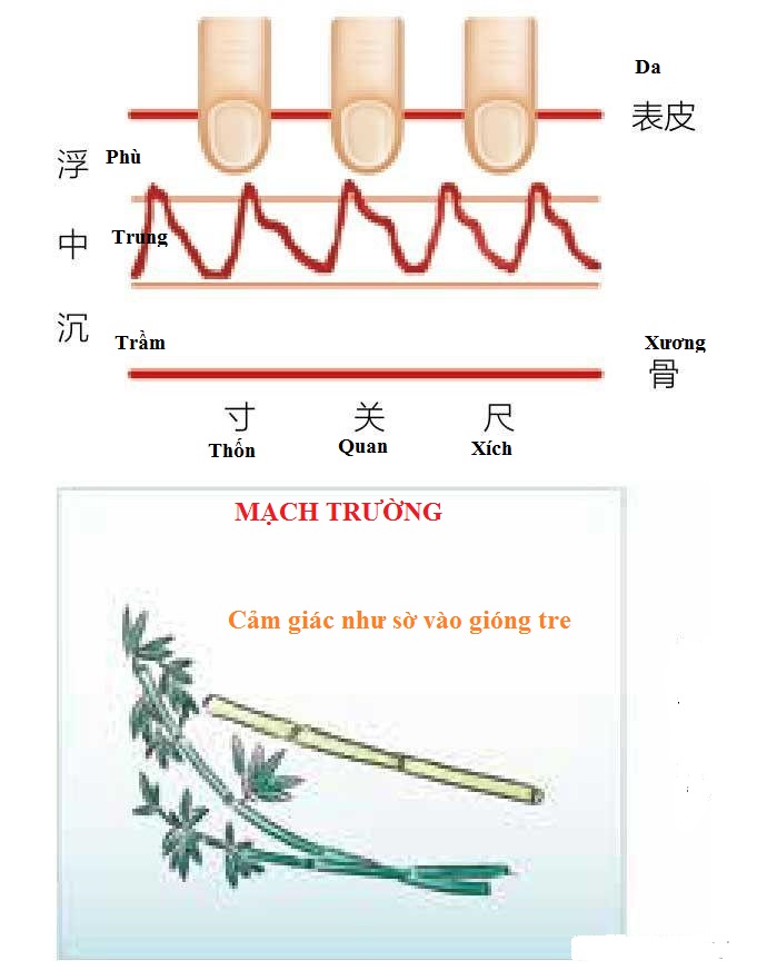 Mạch Trường