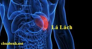 Cường Lách có làm giảm Tiểu Cầu?