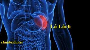 Cường Lách có làm giảm Tiểu Cầu?