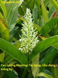 Cao Lương Khương: Tác dụng, liều dùng, kiêng kỵ 