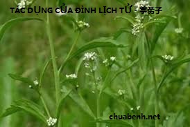 TÁC DỤNG CỦA ĐÌNH LỊCH TỬ