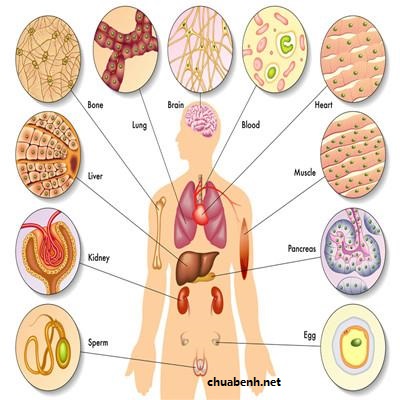 Mối quan hệ của Tâm với Vị Phủ