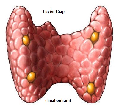 U Tuyền Giáp có nhân có nặng không?