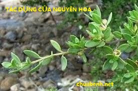 TÁC DỤNG CỦA NGUYÊN HOA 