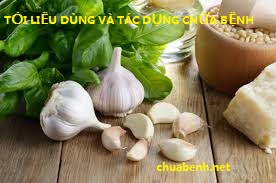 TỎI LIỀU DÙNG VÀ TÁC DỤNG CHỮA BỆNH