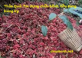 Thảo Quả: Tác dụng chữa bệnh, liều dùng, kiêng kỵ