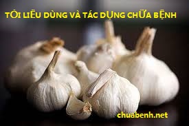 TỎI LIỀU DÙNG VÀ TÁC DỤNG CHỮA BỆNH