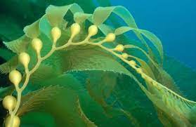 Hải Tảo 海藻: Cách dùng và liều lượng