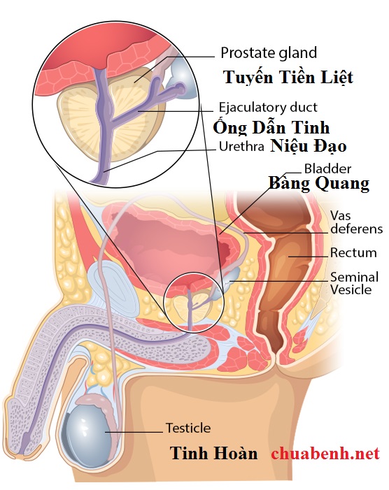 Tiền Liệt Tuyến theo Trung Y