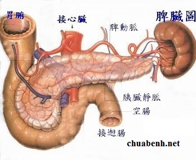 BỆNH CHỨNG KINH THÁI ÂM