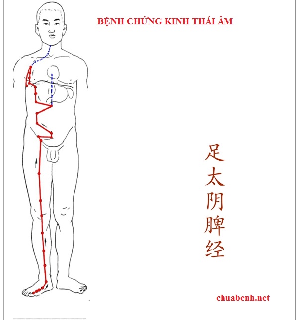 BỆNH CHỨNG KINH THÁI ÂM