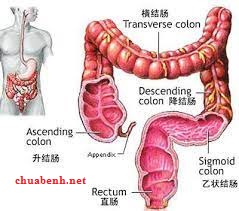 Viêm Đại Tràng nên dùng huyệt nào để chữa?