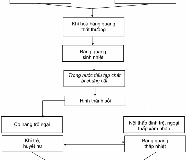 nguyen-nhan-soi-tiet-nieu-643×550