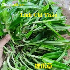 Linh Chi Thảo