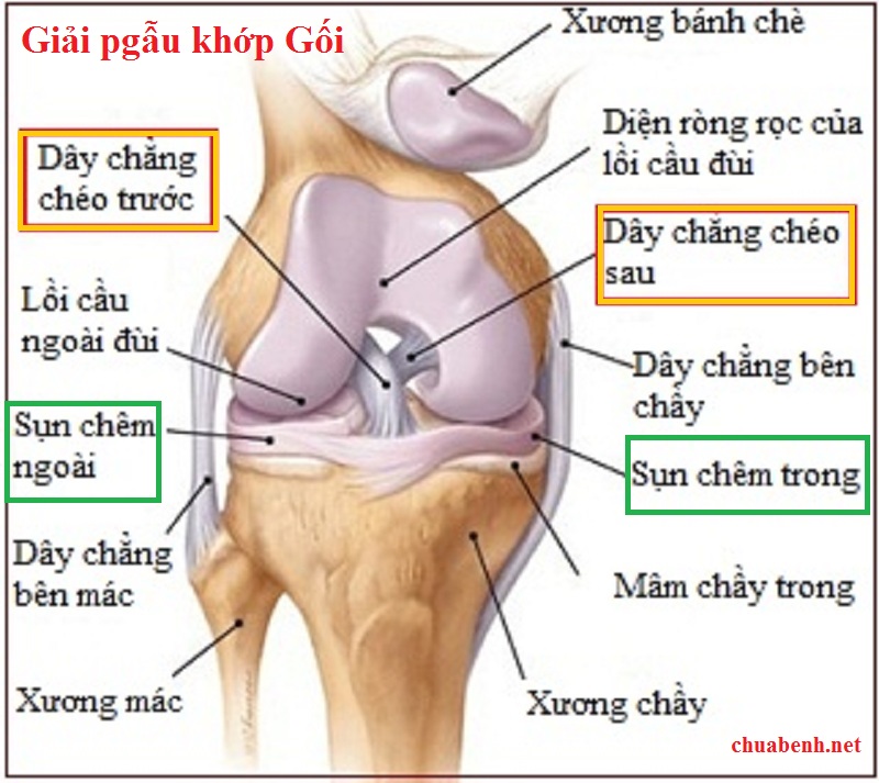 Giải phẫu khớp Gối