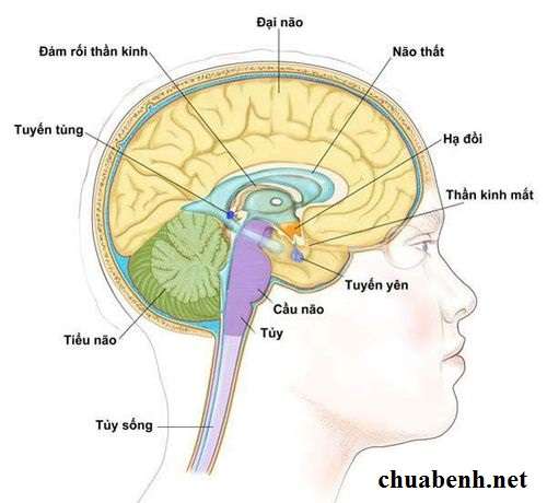 tuyến tùng