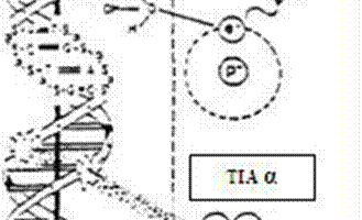 ung-thu-dot-bien-gen-329×200