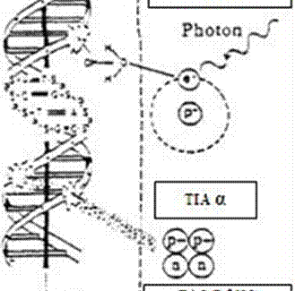 ung-thu-dot-bien-gen-329×325