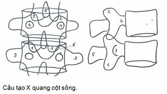 x quang cot song