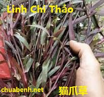 Linh Chi Thảo